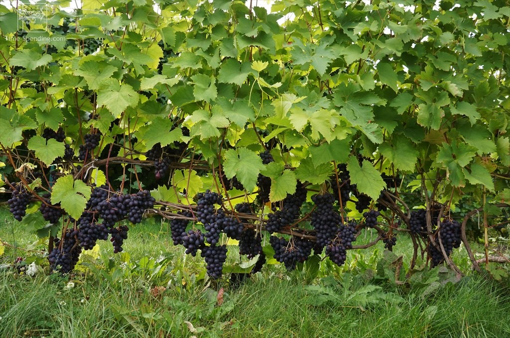 Правильная обрезка и формировка винограда